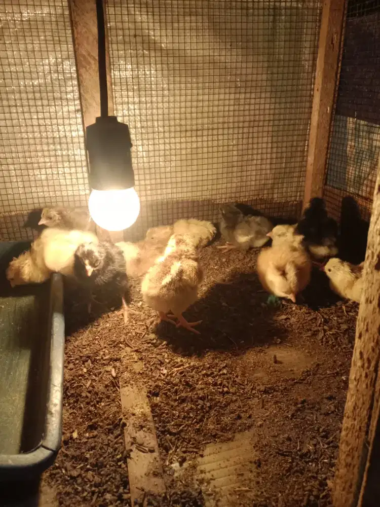 Doc ayam kampung unggul