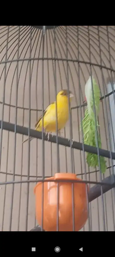 Kenari loper kuning simetris