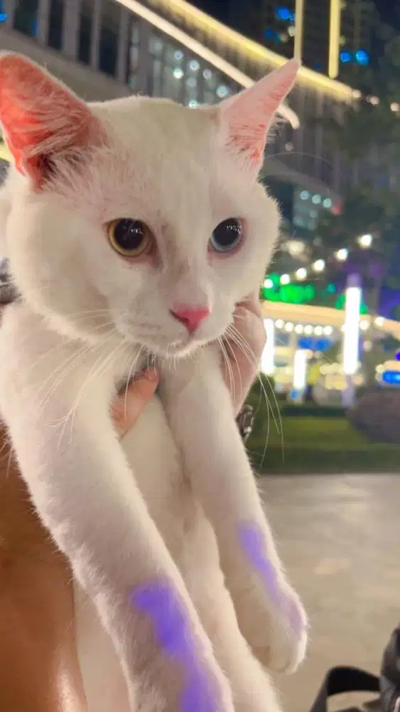 OPEN ADOPSI KUCING WHITE PERSIA MIX DOMESTIC, ODD EEYE