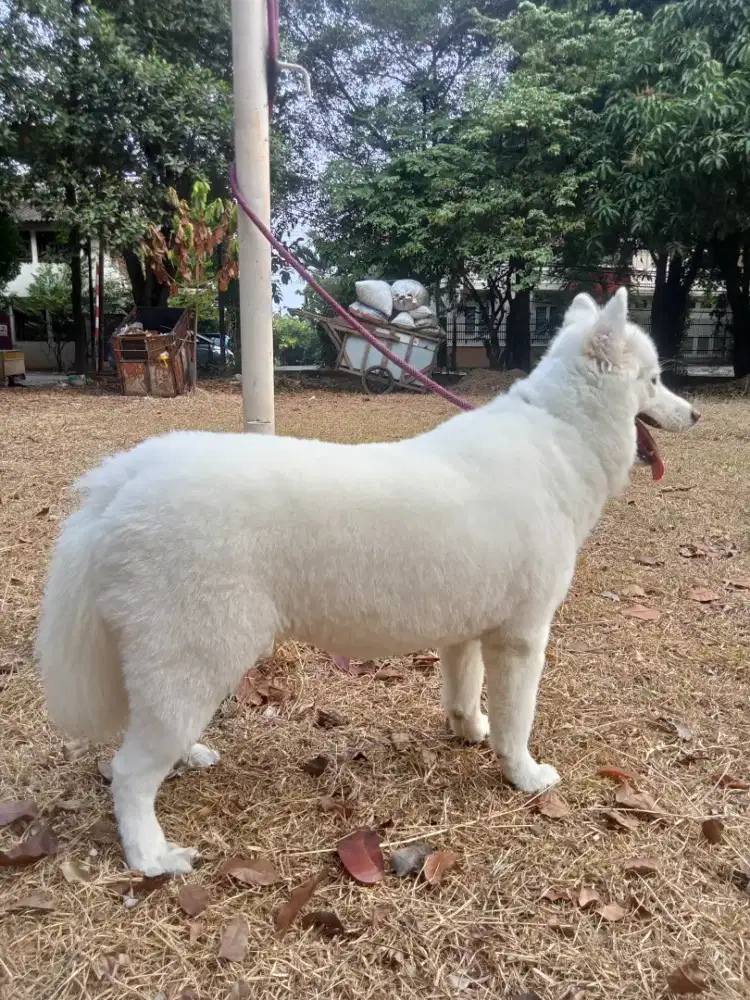 Ras Samoyed blood line ch.stamboom.PERKIN .vaksin lengkap.microchip