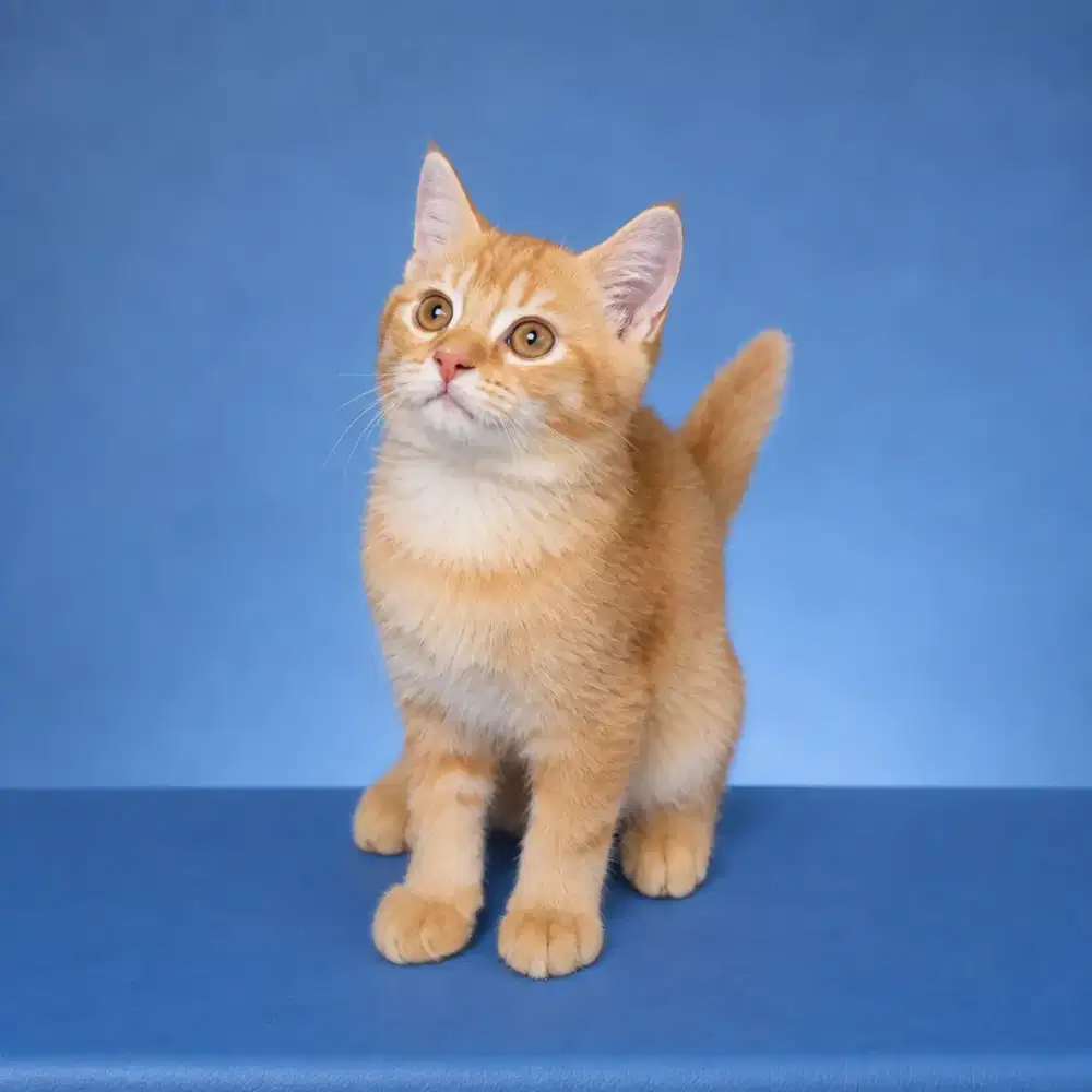Kucing BSH / British shorthair / Kitten BSH
