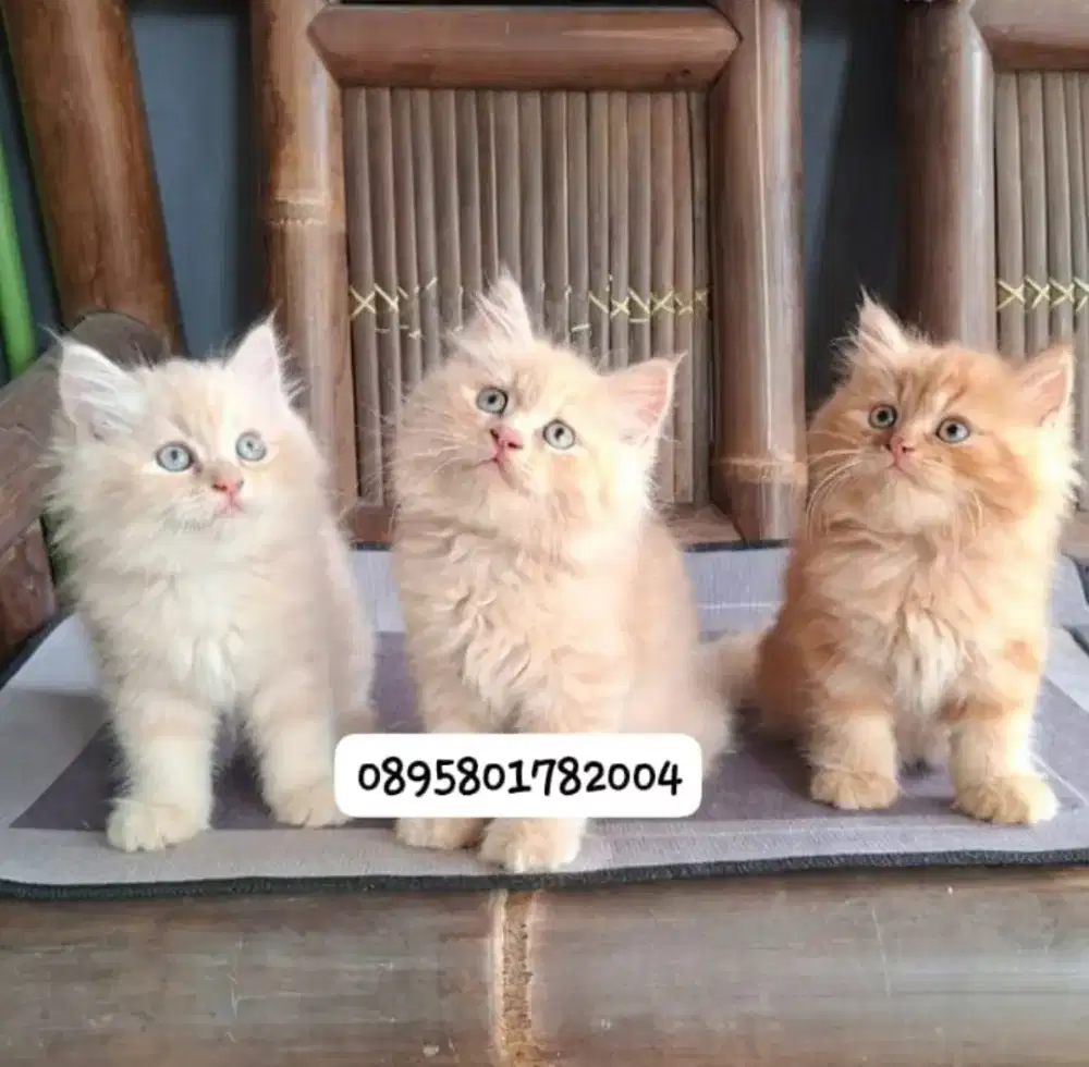kitten persia /kucing persia  jantan/ kucing persia  jantan