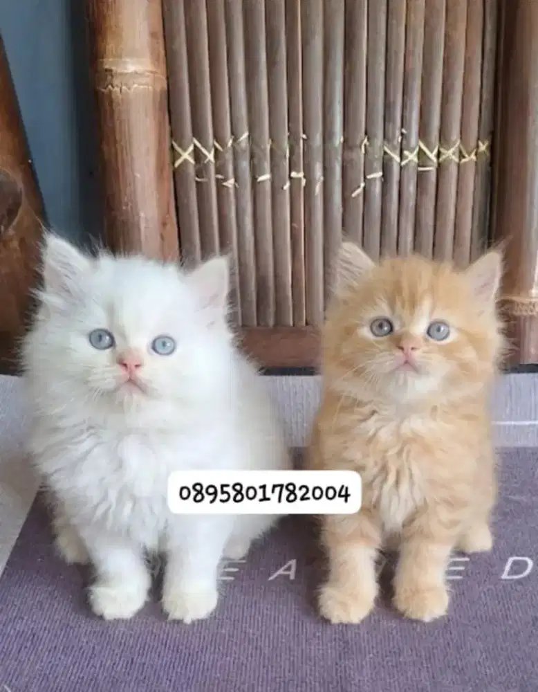 Anak kucing  anggora /kitten persia jantan /kucing persia flatnose