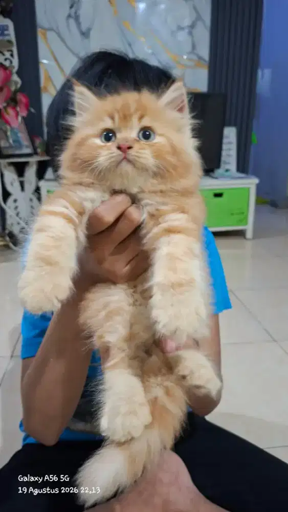 Anak kucing anggora/kitten flatnose jantan/kucing persia  jantan