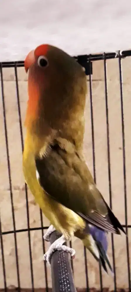 BURUNG LAKBET HOLAND GACOR NGEKEK ISIAN KAPAS TEMBAK KUNTI DLL