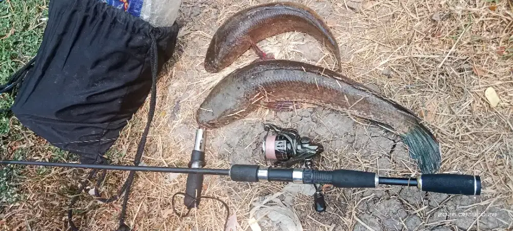 Gabus hasil mancing