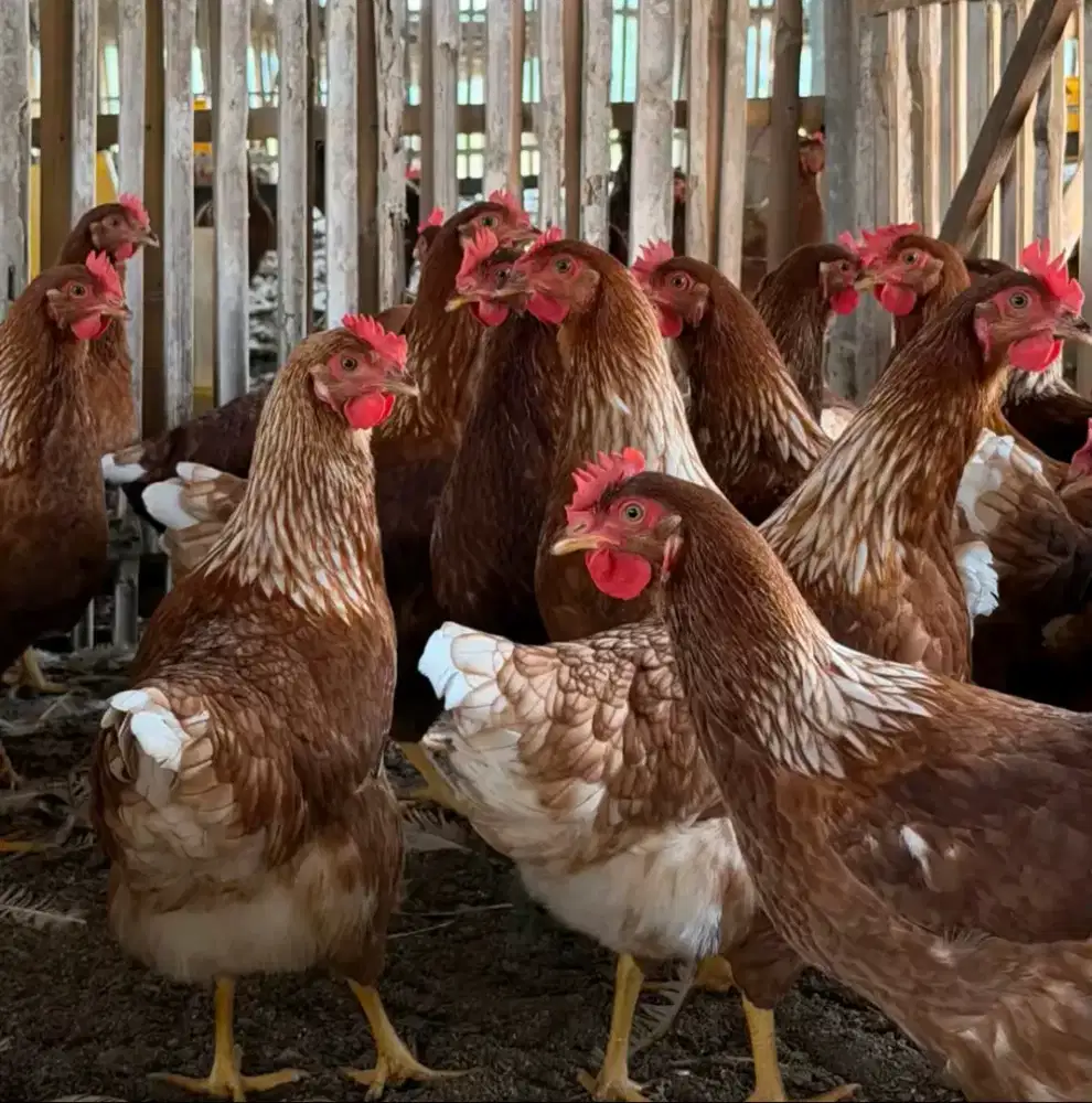 Ayam petelur pullet