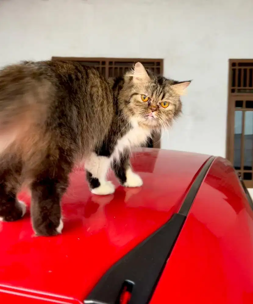 Persian Medium Peaknose Betina