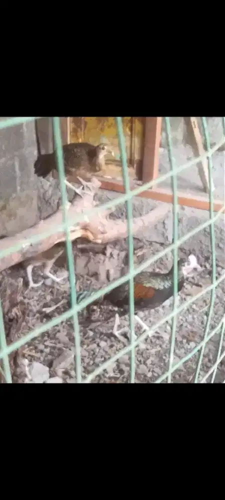 jual ayam hutan hijau jantan + betina sepasang  sehat no minus