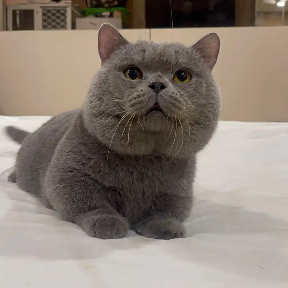 Jasa Pacak BSH British Shorthair Munchkin Blue Import China Jantan