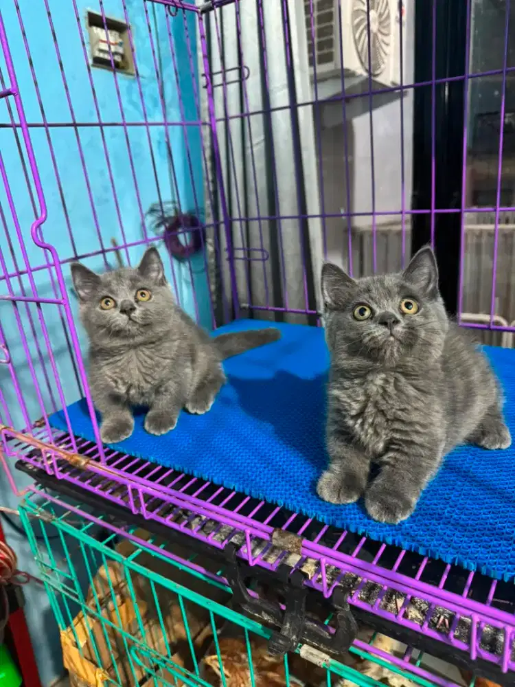 kitten british shorthair munchin kaki pendek betina