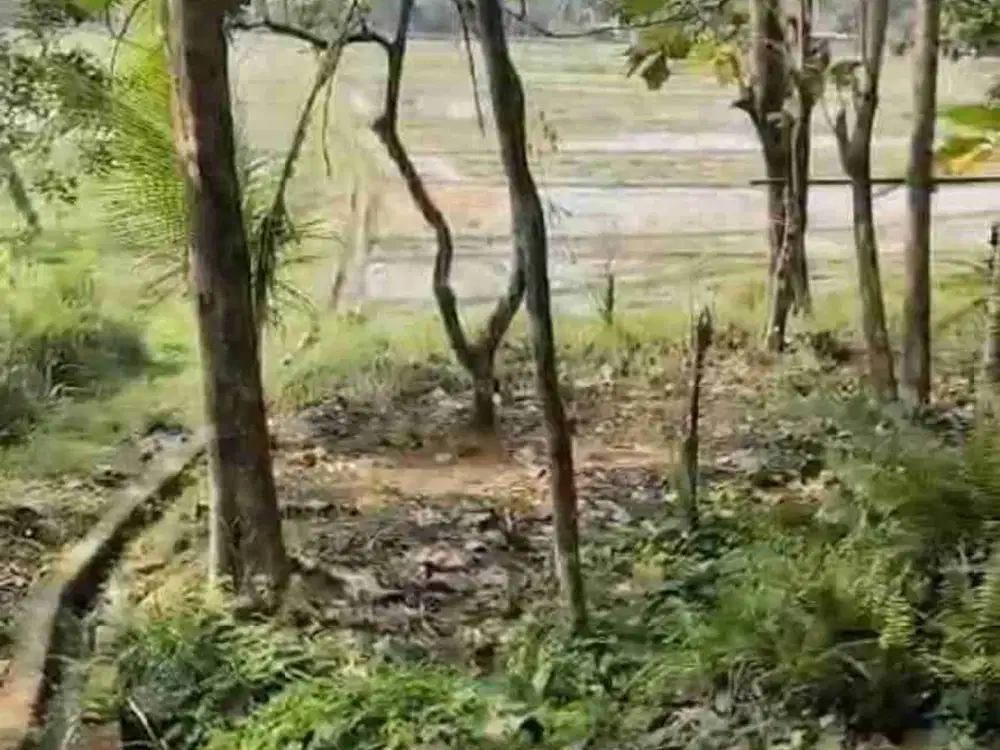 Tanah Murah View Sawah di Kalibawang Kulon Progo