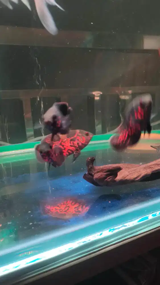 Ikan Oscar Black Tiger