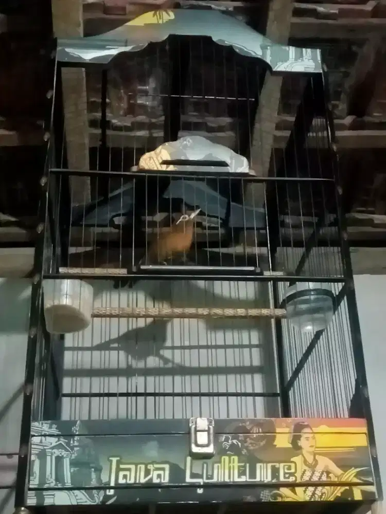 Wambi muda kaki kiri kadang mentar nyamping