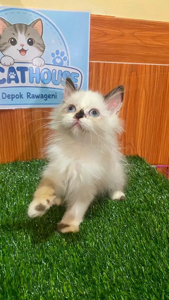 Kitten Himalaya sealpoint