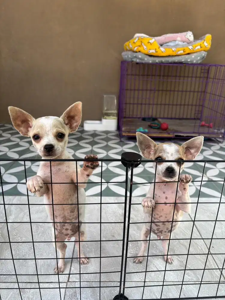 Chihuahua Jantan
