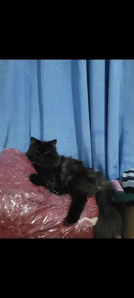 Di jual kucing 1 tahun 3 bulan harga 500 ribu