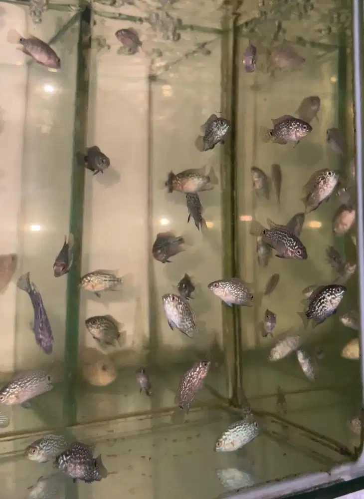 Ikan louhan kamfa f2 ukuran 3 cm