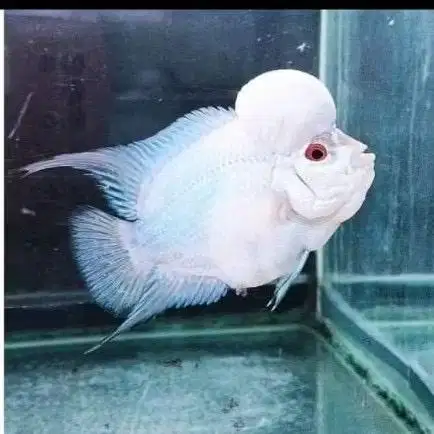 Ikan louhan taisilk burayak 3 sd 4 cm