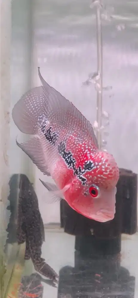 Louhan supered  hybrid cc 15 cm /2 jari lebih