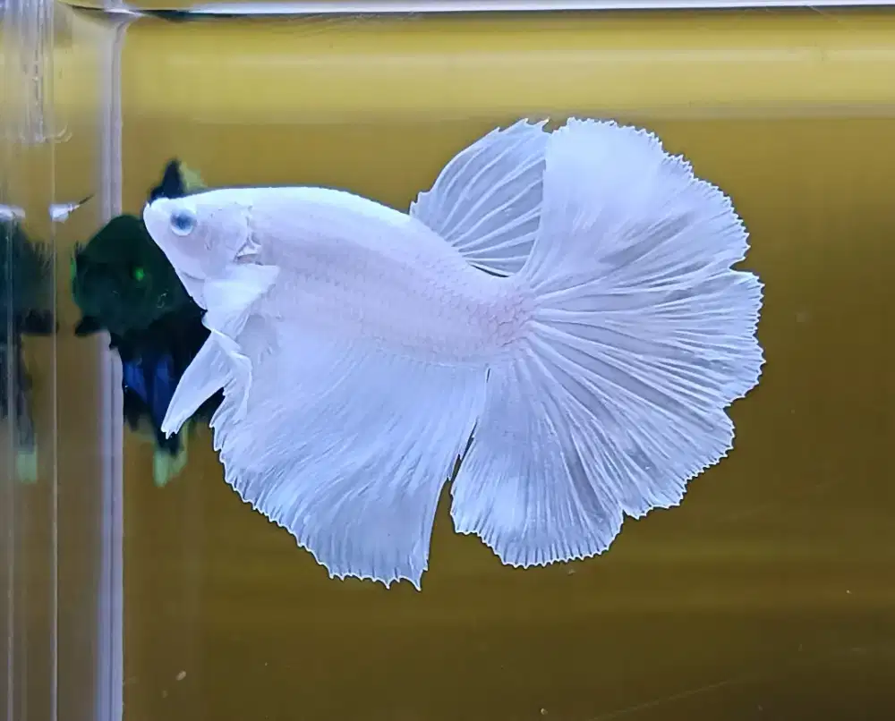 ikan cupang halfmoon DE white