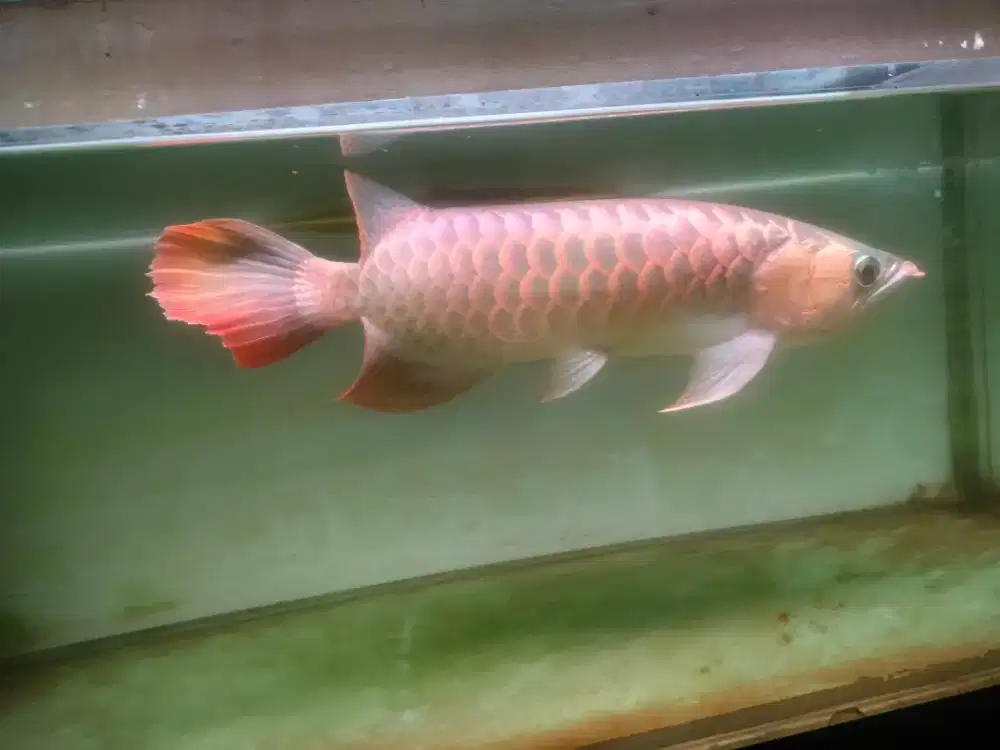 ikan arwana super red nego bosen