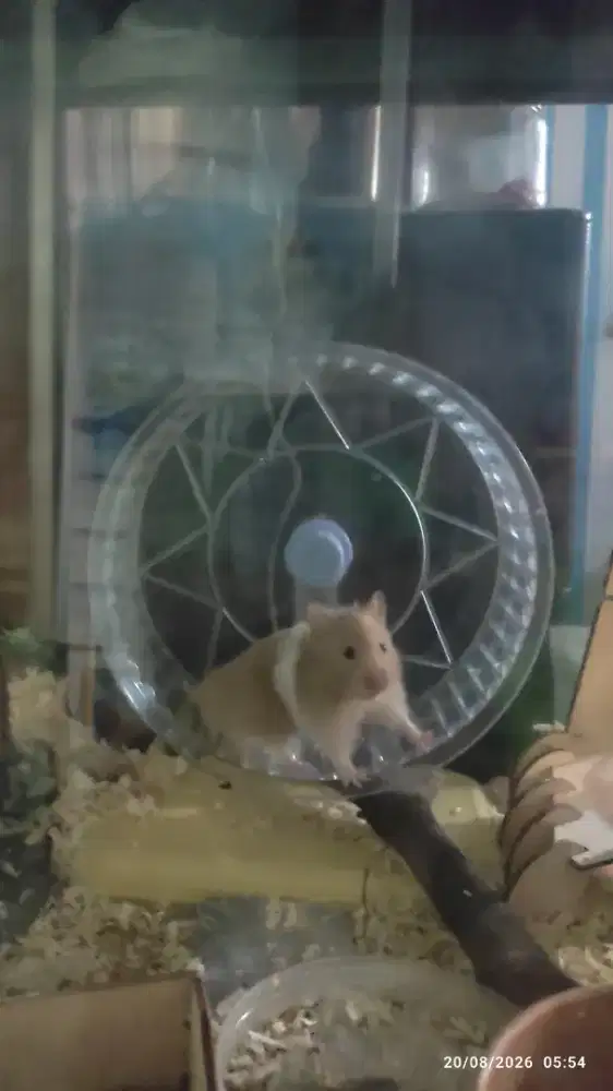 Dijual Hamster udah besar & asesorisnya