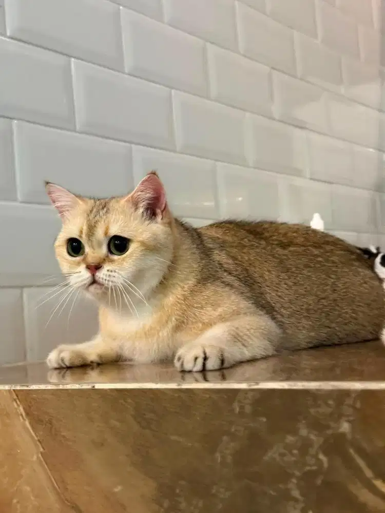 BSH GOLDEN BETINA