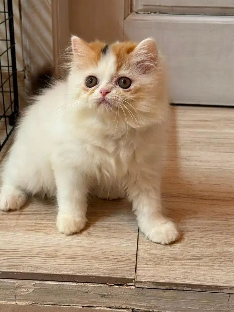 Kitten persia 2 bulan