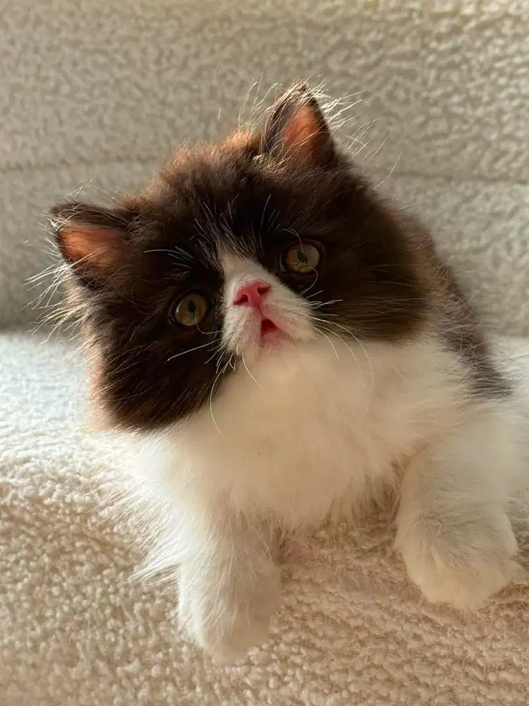 Kitten persia peaknose