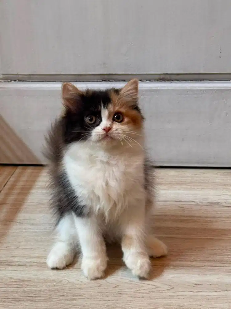 Kitten persia betina