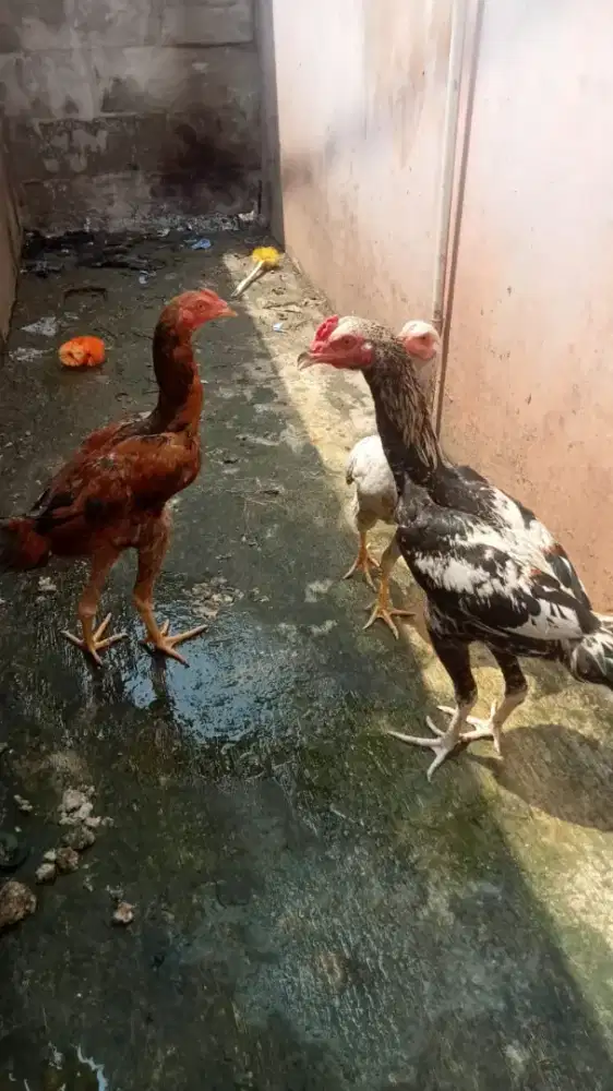 Ayam kampung 3 ekor