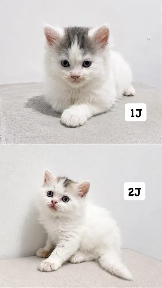 Kitten Kucing Persia