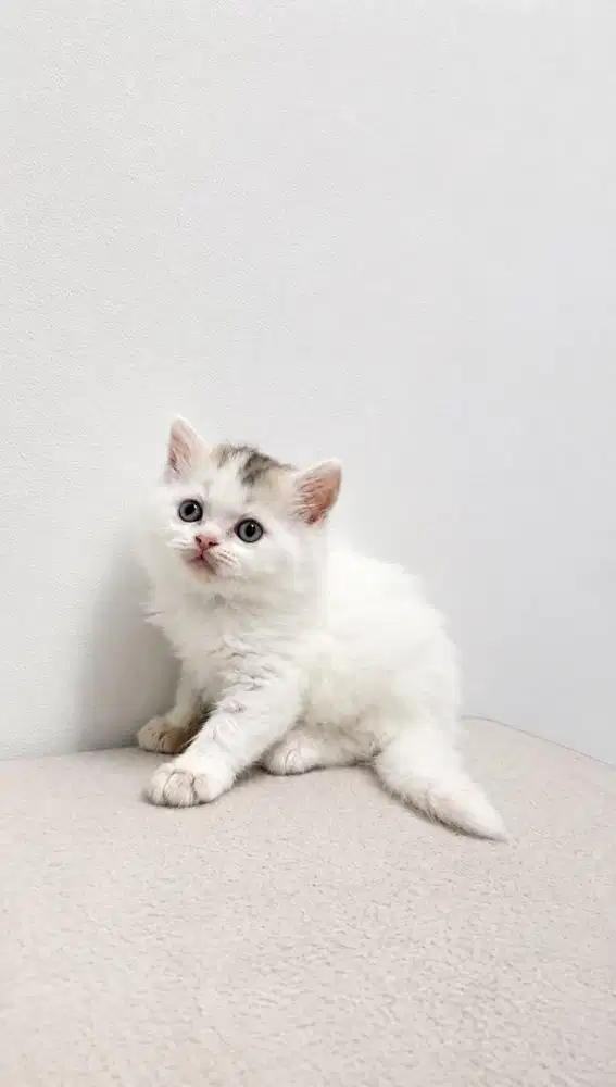Kitten Kucing Persia