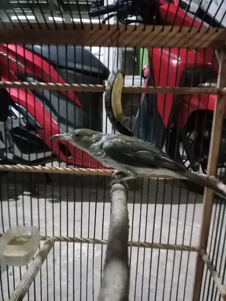 Burung siri siri Raja