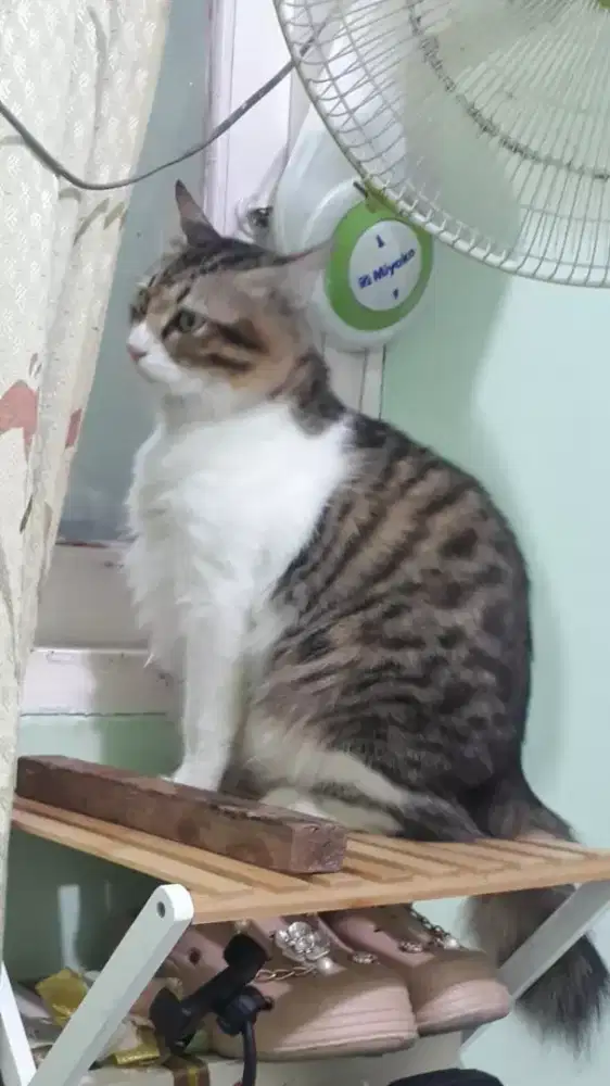 Butuh kerjaan cat sitter