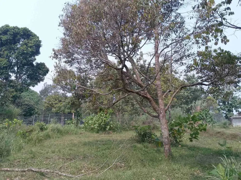 di jual tanah kebun akses mobil di Cijeruk bogor