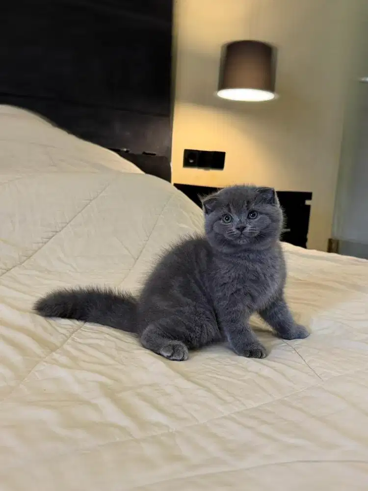 kucing scottish fold