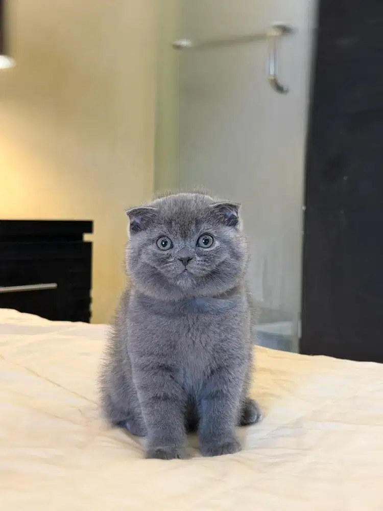 kucing scottish fold