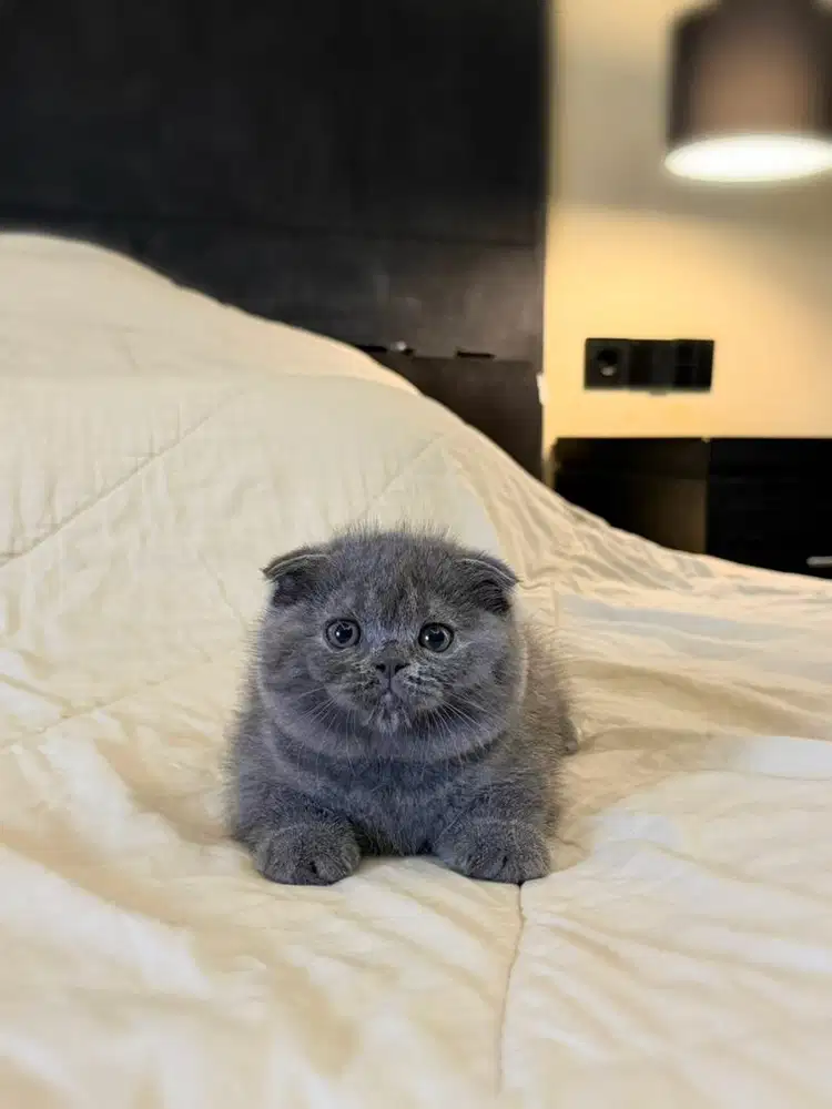 kucing scottish fold