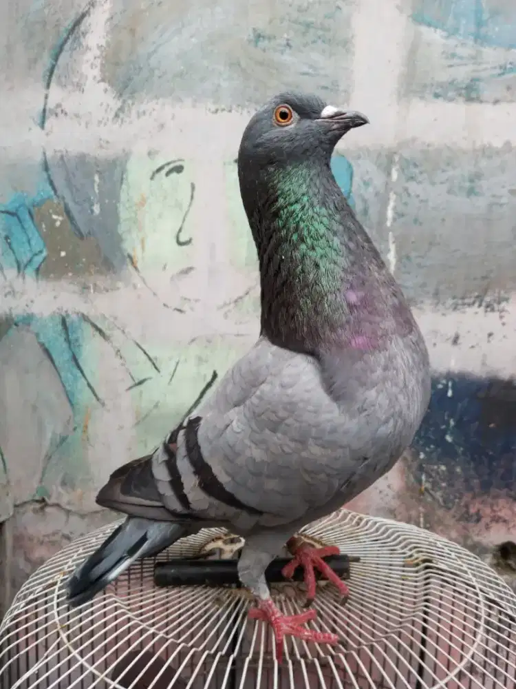 Merpati tinggian bandung