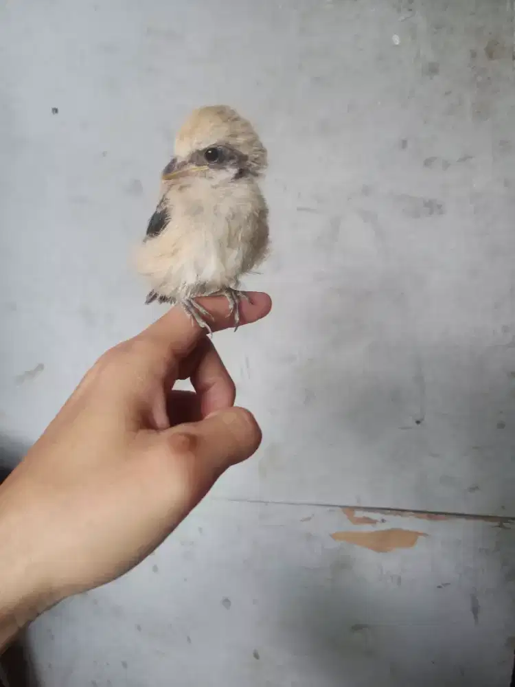 Dijual burung pentet anakan Jatim jantan