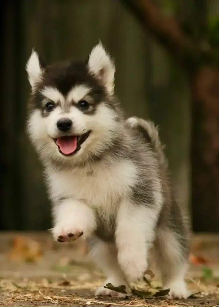 Siberian husky 1 jantan 3 betina