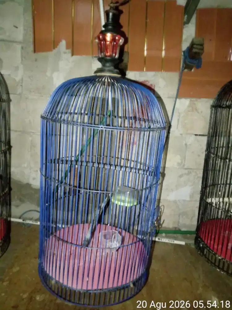 kandang besi burung apa saja bisa