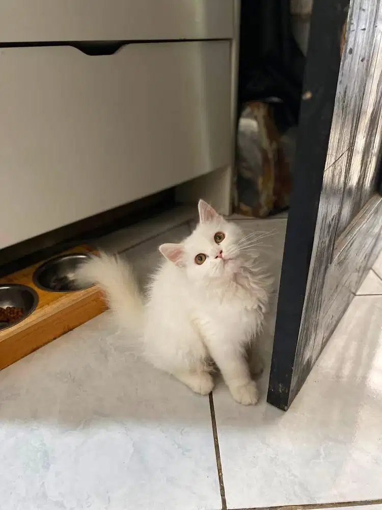 Kitten flatnose