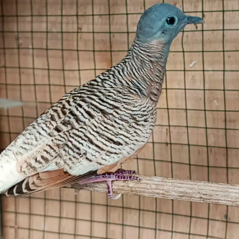 Burung Perkutut Gooldeen Jaantann Deewasaa