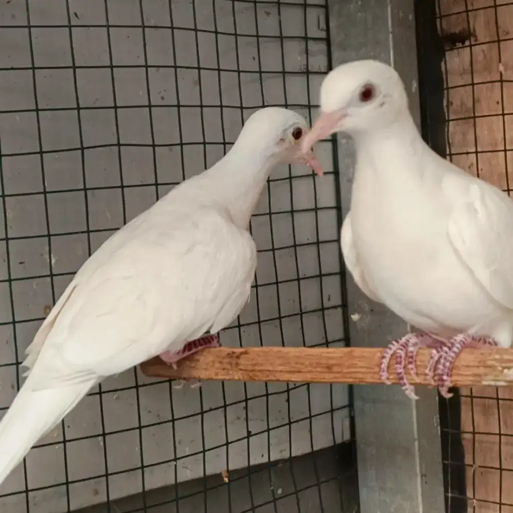 Burung Perkutut Putih Kapas Remaja Dewasa Induk