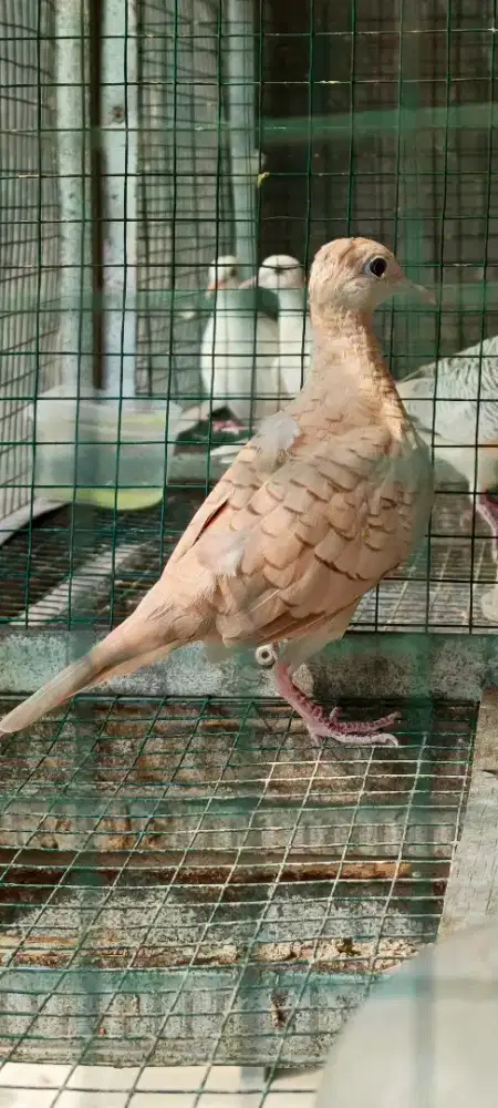 Burung Perkutut Udan Mas Remaja