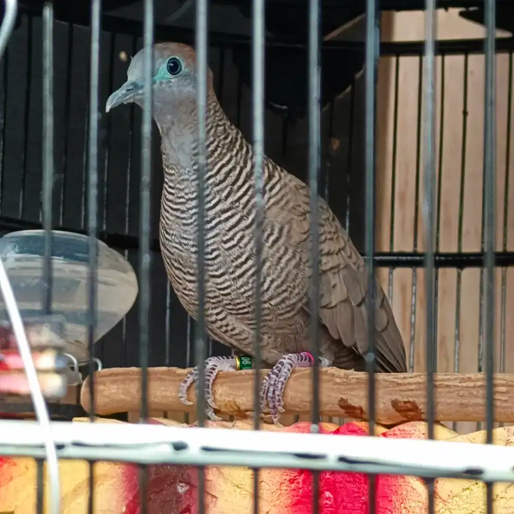 Burung Perkutut Majapahit Dewasa Gacoran Ada