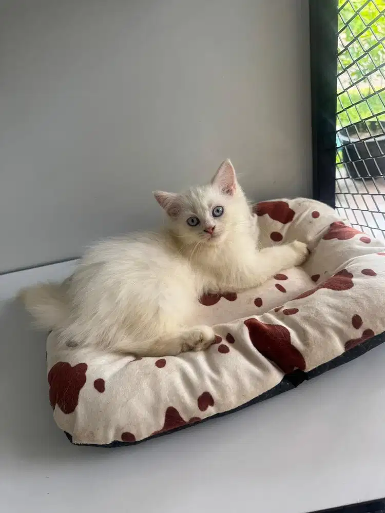 Adopt kucing ragdoll mix persia